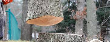 How Our Tree Care Process Works  in  Window Rock, AZ