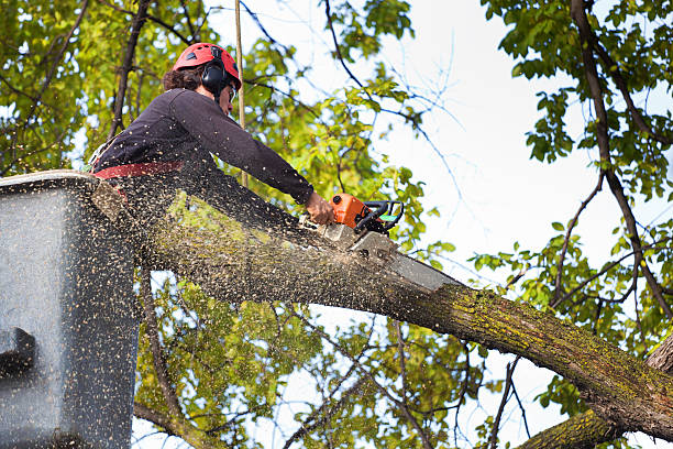Best Tree and Shrub Care  in Window Rock, AZ